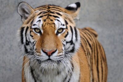 Home 20 animali in inglese - la guida completa con foto